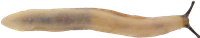 Arion fasciatus
PARKSNIGEL
5.3 × 28.0 mm
